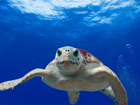 UNSDSN's tweet photo. On #OceansDay, enroll in @SDSNedu #oceanmooc to learn how to keep my home clean: https://t.co/A6A67tDRv0 #ThankYou https://t.co/uGCUugWHM6