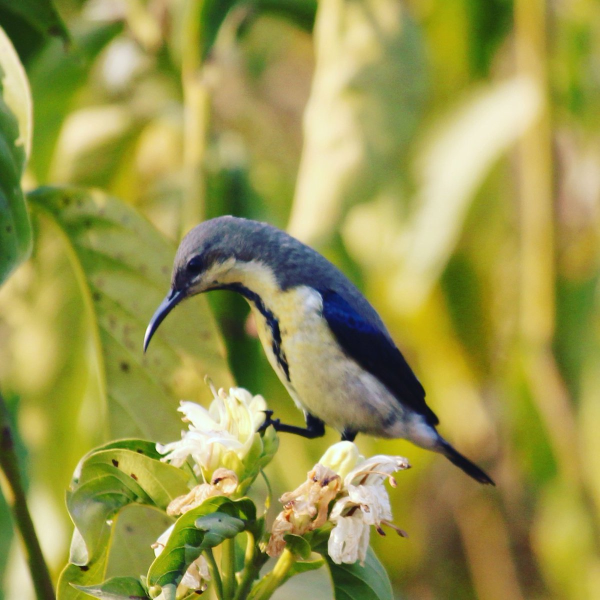 Purple sunbird #birdingtours#birdwatching#birdwatchingholiday#birding#birdingphotography#birdconservation#ornitology