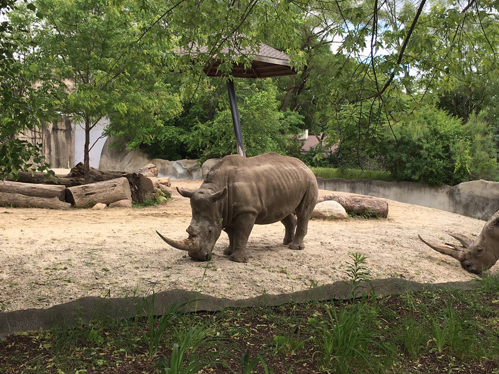 KrisRiffe's tweet photo. Great day @detroitzoo #twainfraser #fraserschools #penquinperson https://t.co/4SG8xkRkQs