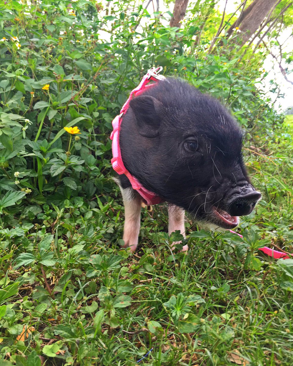 baileyspiderpig's tweet image. Fun day at the park 🐛🐷 momma gave me some fruit and I got to play in the grass !!! #flowgrown #potbellypig #bailey