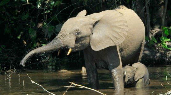 RainforestResq's tweet image. PLS SIGN+RT: Stop a superhighway through one of Nigeria's last rainforests! rainforest-rescue.org/petitions/1045…