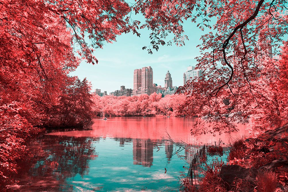 Lightroom's tweet photo. Infrared lens in hand, Paolo Pettigiani transforms New York’s Central Park. See more: https://t.co/g42OzDNWwV https://t.co/ljC7QjdmTs