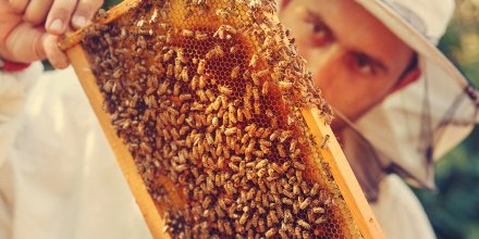 Food Services (@ueatoronto) on Twitter photo Bees? #Bees! #UrbanKeeping has become a big hobby in cities, read about it & <a href="/UofTBEES/">UofT B.E.E.S.</a> here: ht.ly/s4jG300xTNO Bees? #Bees! #UrbanKeeping has become a big hobby in cities, read about it & <a href="/UofTBEES/">UofT B.E.E.S.</a> here: ht.ly/s4jG300xTNO