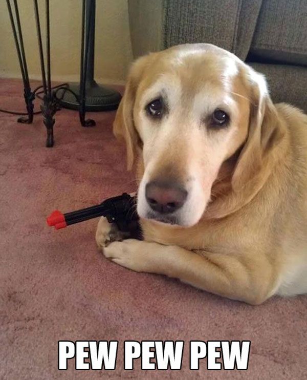 dogious's tweet image. I am the spy...
#dog #doglover #fundog