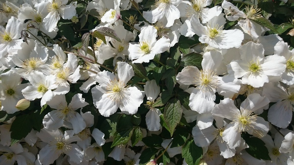 estalaverick's tweet photo. Beautiful blossom for the insects #30DaysWild https://t.co/aQMP1CnQ4v