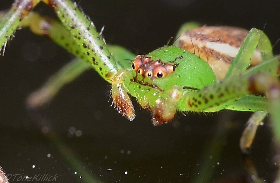 @BBCSpringwatch Spring isn't just about birds, what about spiders? Diaea dorsata isn't happy! #becuroius #educate.