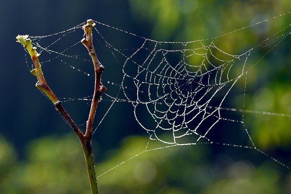 digikey's tweet photo. New "#LiquidWire" Channels the Power of #SpiderSilk https://t.co/2mVwuxhHv0 https://t.co/aVotpPcU9Y