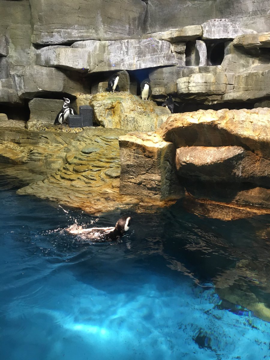 senoritaross's tweet photo. Pasando el día con los pingüinos, las nutrias, y las estrellas del mar 🐧🐙🐬🐠 https://t.co/p0K49LYGqH