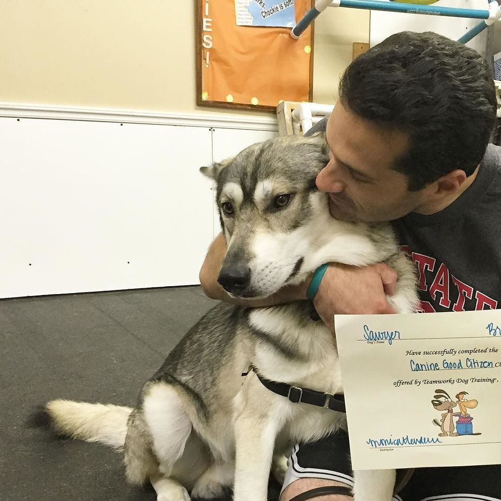 HalcyonTamaskan's tweet photo. Congrats to Sawyer for passing his Canine Good Citizen Test!! #tamaskan #tamaskandog #dog … https://t.co/7yZ89CjKss https://t.co/YmIMmLiOPs
