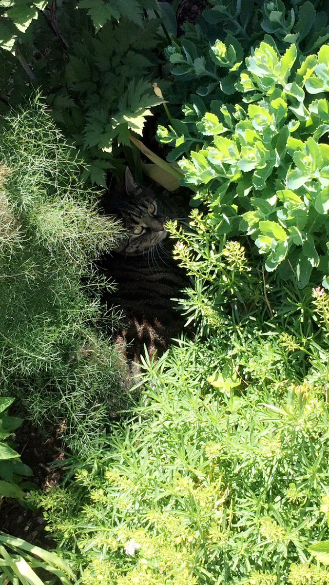 AlekzandraNG's tweet photo. Found him after two hours https://t.co/9ysMYa7znU