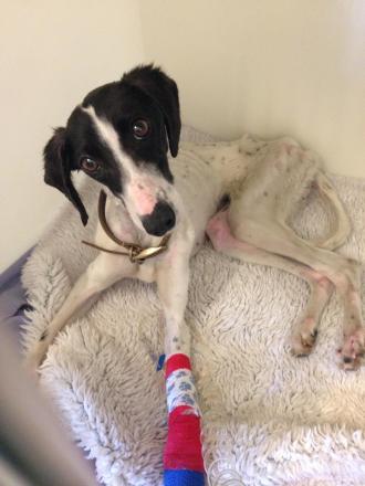 Jillspicy's tweet photo. Emaciated Peanut is on the road to recovery thanks to the #rspca wagging her tail again https://t.co/POj4DNvuCW https://t.co/QEIlwx44u1