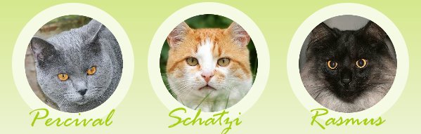Schatznasen? Wer oder was ist das? Wir stellen uns vor: schatznasen.de/wir-die-kater-…