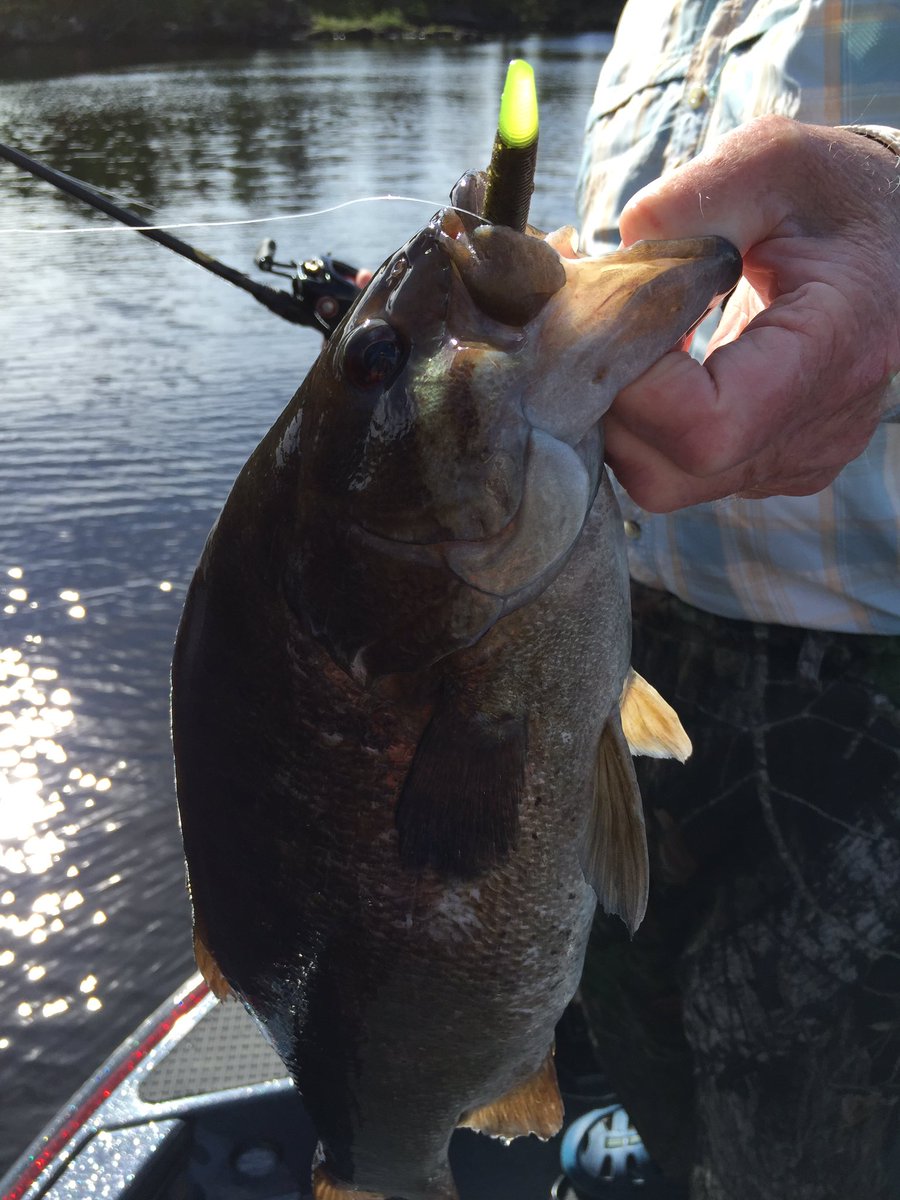 Tillermanrl's tweet photo. Smallmouth time #rainy lake houseboats. Jon Balaski and Billy Dougherty win the front battles#Mercury # Lund https://t.co/nLrzrtrXl5