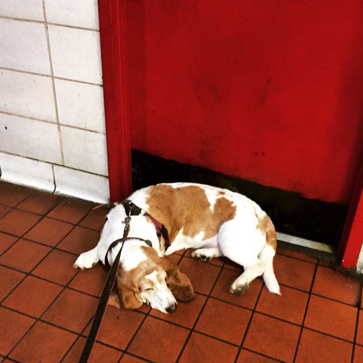 sweetrubyred's tweet photo. 5/30-Unofficial start of summer. No, not #MemorialDay but the 1st firehouse nap where AC comes out under office door https://t.co/gf0CB3xFHo