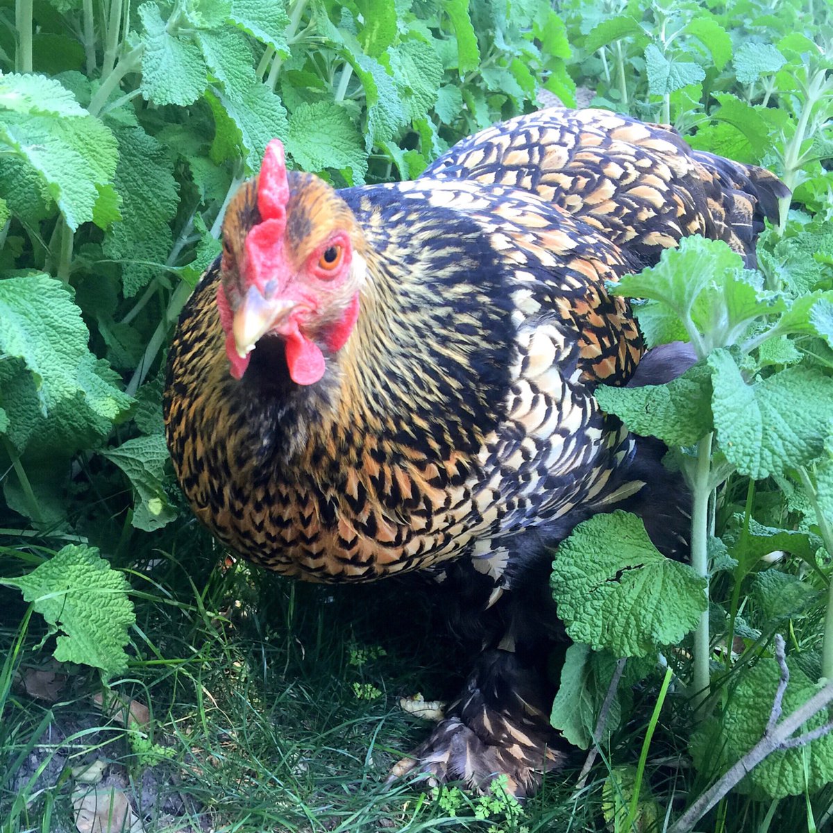 _chckns_'s tweet image. Not now! Can't you see I'm hunting?! #chckns instagram.com/chckns