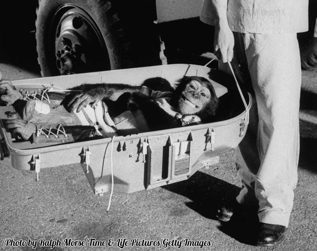 HistoryInPics's tweet photo. Ham the chimp returns to Earth, after his historic ride through space on Mercury-Redstone 2 in 1961. https://t.co/ac5jcSSUDP
