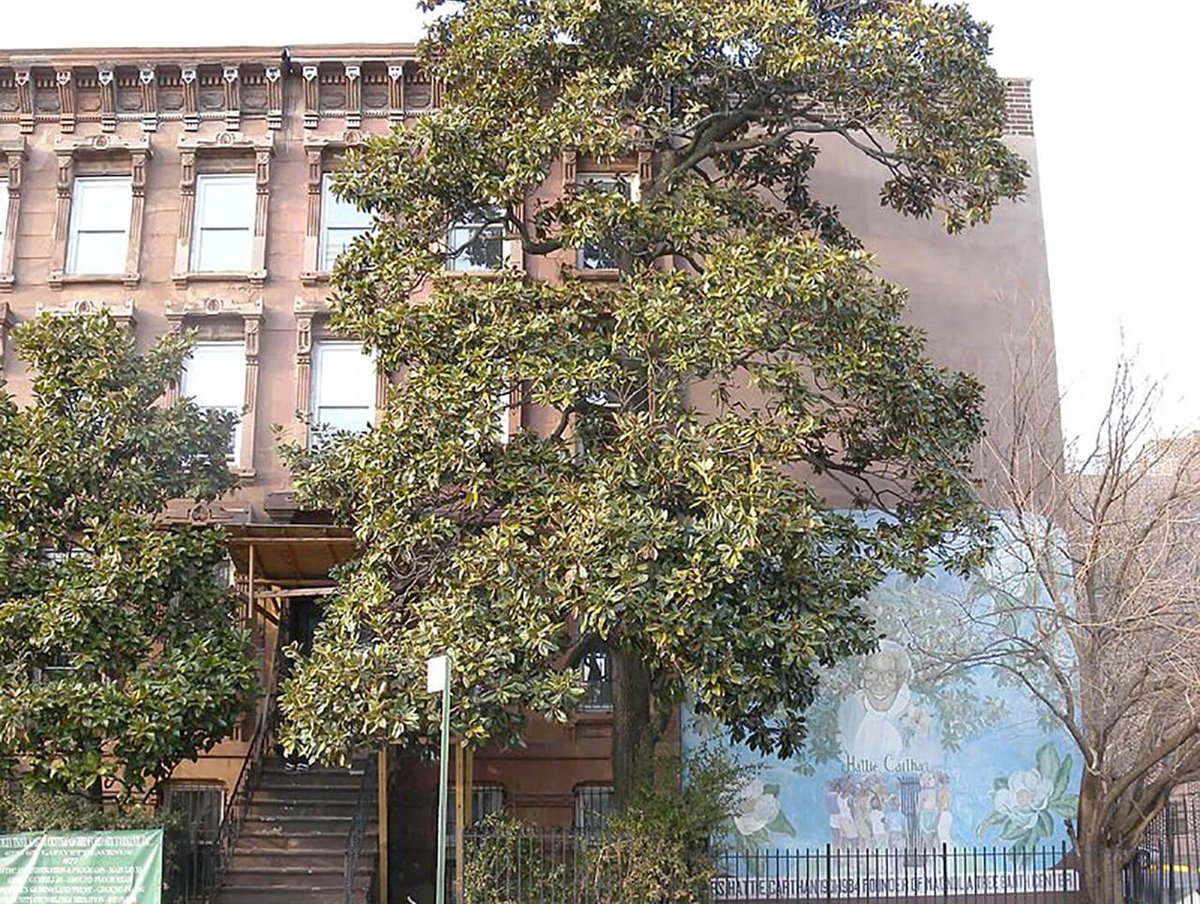 OLTW's tweet image. Southern magnolia in Bed Stuy planted in 1885 is NYC’s only living landmark: brownstoner.com/history/bed-st…  HT @lauratitian