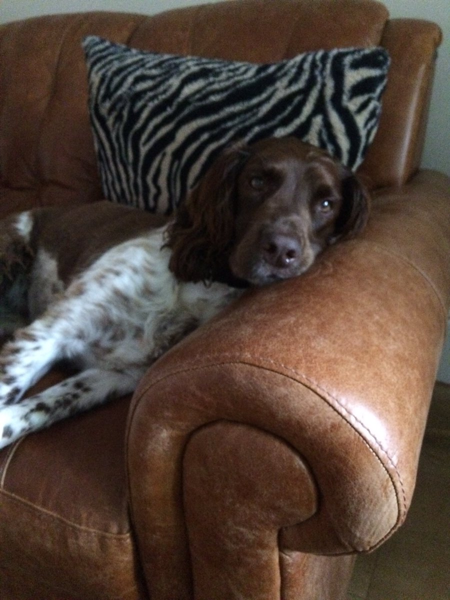 murraysmith33's tweet image. Oh Dad, that was a long walk let me rest now please 🐶🐶🐶#dogsoftwitter #dogslife #dogwalks