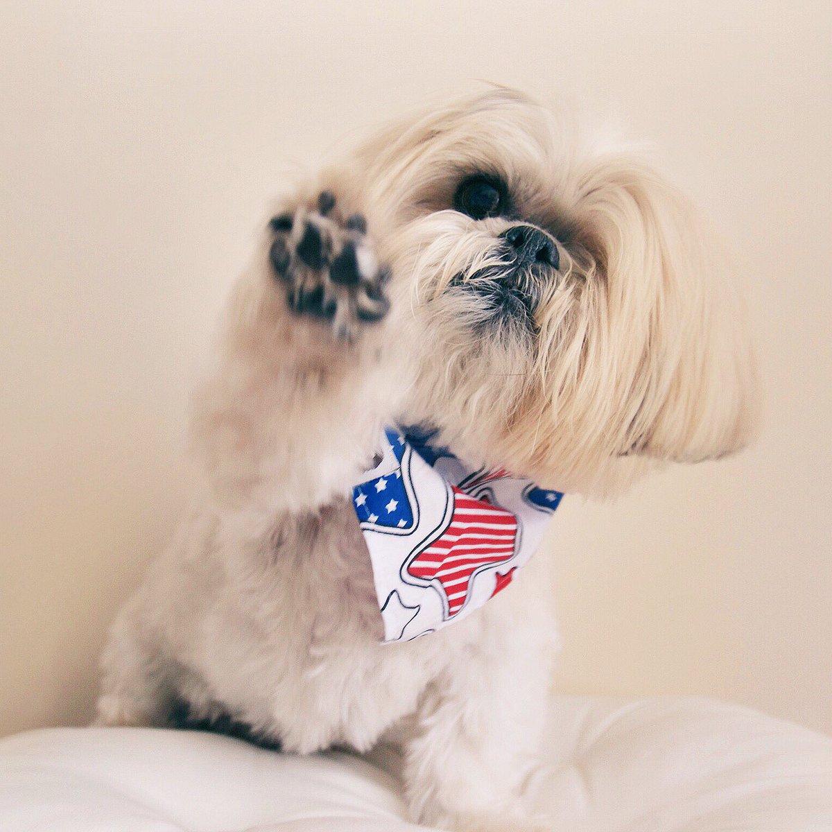 mepuddlesthepup's tweet photo. I salute #Bretagne, the last surviving 9/11 search dog, who has crossed the rainbow bridge ❤️💙 #dogsoftwitter https://t.co/6XAJfg3GZ3