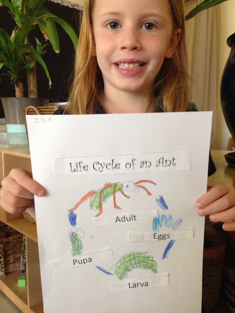 StemAndRoots's tweet photo. The entomologists are closely investigating the life cycle of ants! #InsectInvestigation https://t.co/kkcvx47tNs