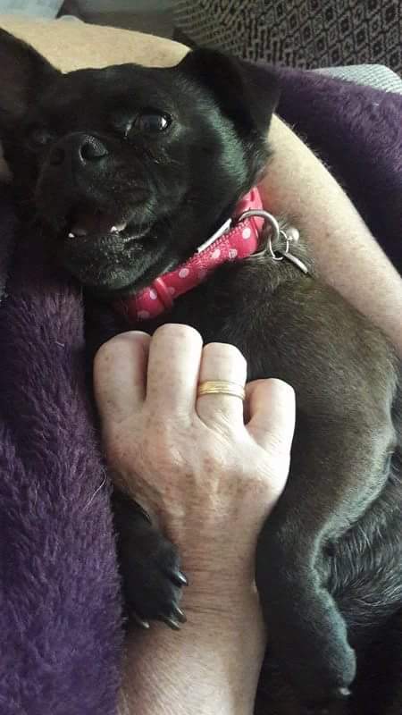 StaffsWG's tweet photo. Her first time on #twitter #harley #thechug #chug #blackchug #harleythechug #dogs
#cuddles #GetThanked https://t.co/iU0tdqm6gF