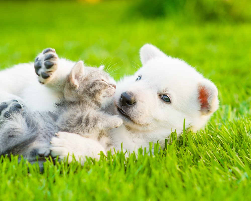 VetsNowUK's tweet photo. Grumpy, sleepy, playful or mischievous…what's the best word for describing your pet(s)? https://t.co/Kf5psU9bhC