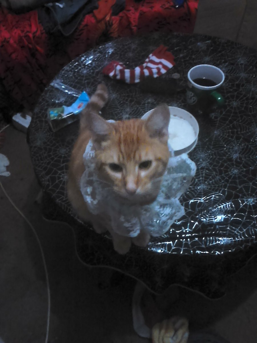 totalweirdchick's tweet photo. Look how big my kitty now, ginger https://t.co/G9pBFWQxpy