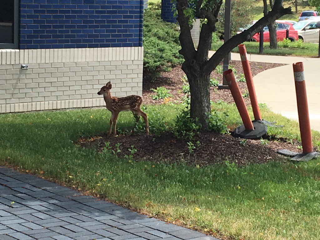 warne_syr's tweet photo. New #SITETL mascot! https://t.co/0AqeyyfcOh