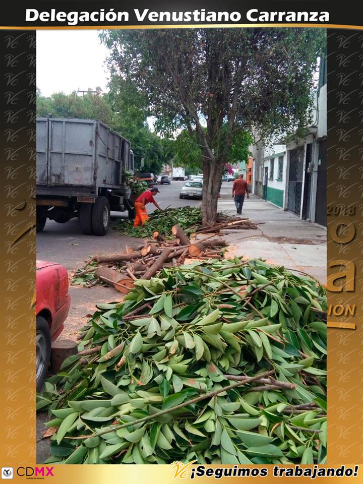 A_VCarranza's tweet image. Esta tarde se llevó a cabo la recolección de producto de poda en calle Siberia, Col. Romero Rubio.
