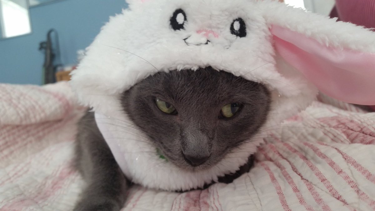beanbeansworld's tweet photo. Not too fond of my bunny costume... #CatsOfTwitter https://t.co/odkyhDh2PA