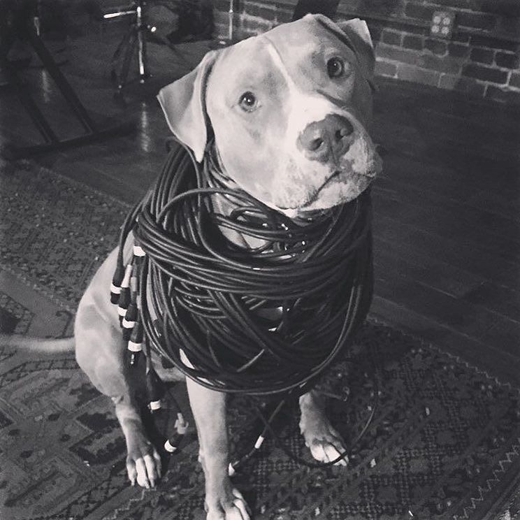 WithNotFor's tweet image. Inspiring work ethic from mittens today. Repost from @giles.dawson