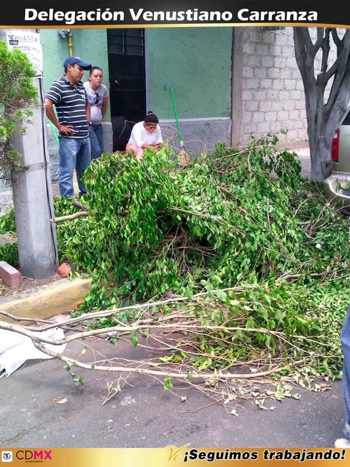 A_VCarranza's tweet image. Recolección de poda en Calles Ote. 164 y Ote. 166 Col. Moctezuma 2ª Secc y calles de Col. Ampl. Venustiano Carranza