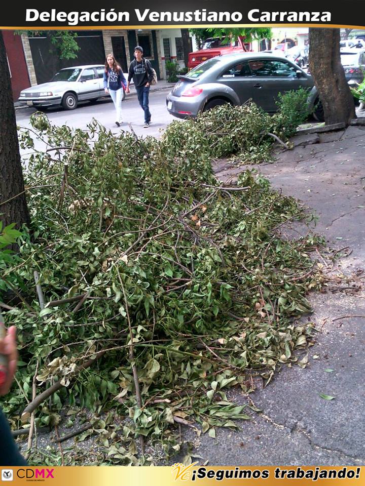 A_VCarranza's tweet image. Recolección de poda en Calles Ote. 164 y Ote. 166 Col. Moctezuma 2ª Secc y calles de Col. Ampl. Venustiano Carranza