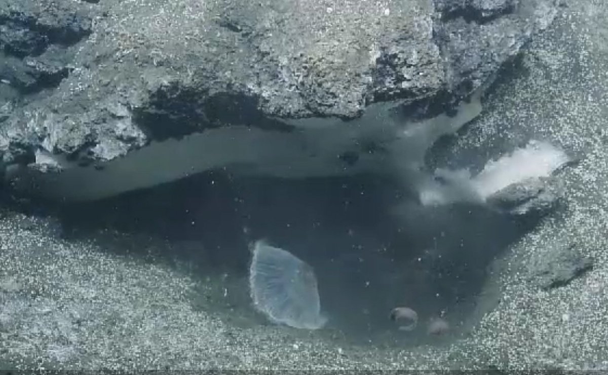 arthurber's tweet photo. New methane seep just discovered in Astoria Canyon! https://t.co/Pls7Q4R8DJ https://t.co/eRLcUUjwZd