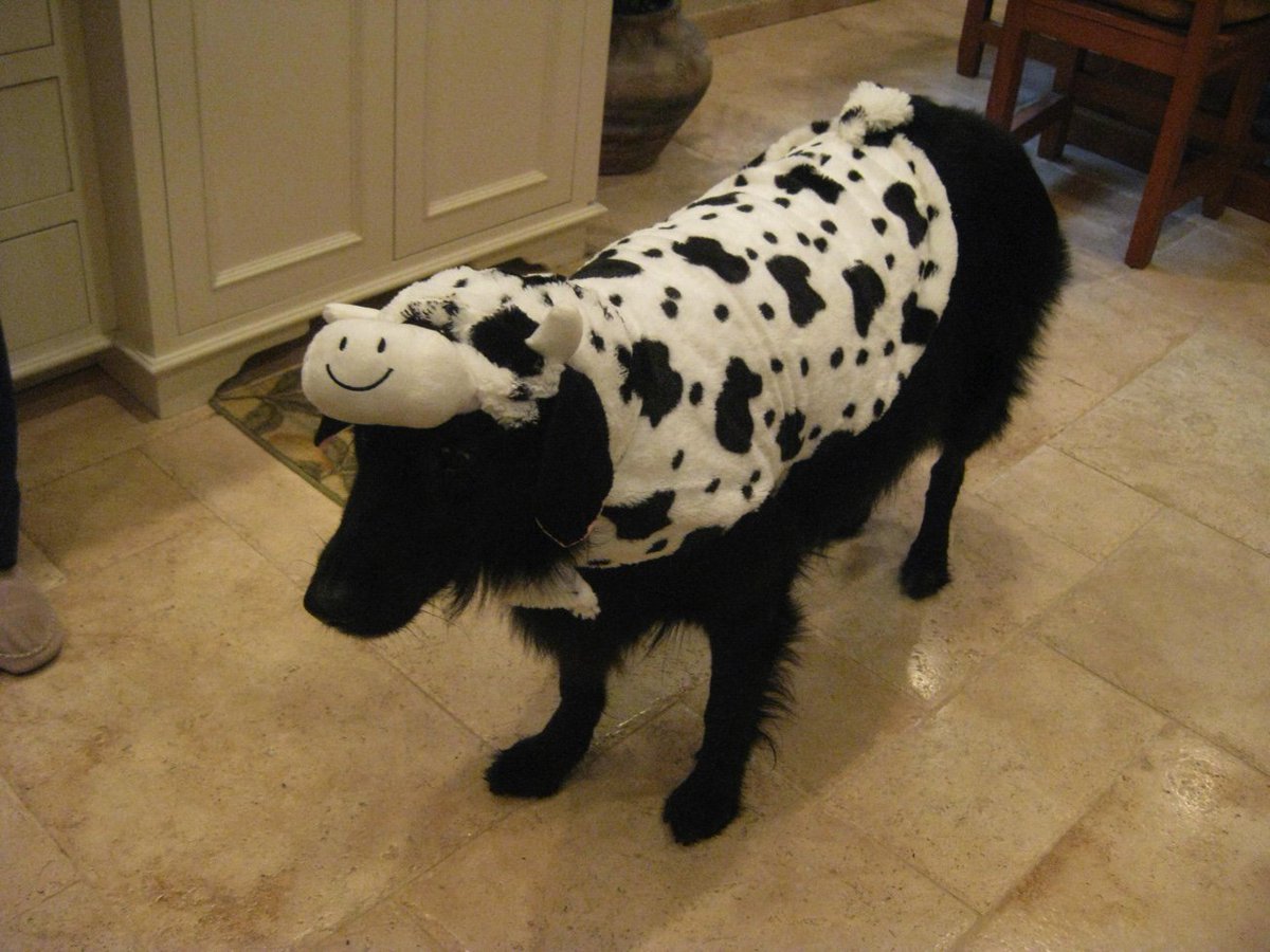 Joe Conti tweet media