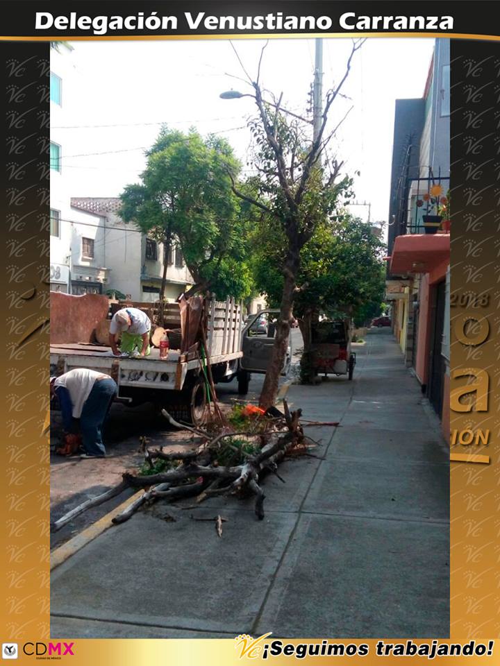 A_VCarranza's tweet image. Se realiza derribo de árbol seco para prevenir accidentes en Norte 148, Col. Moctezuma 2a. Sección III