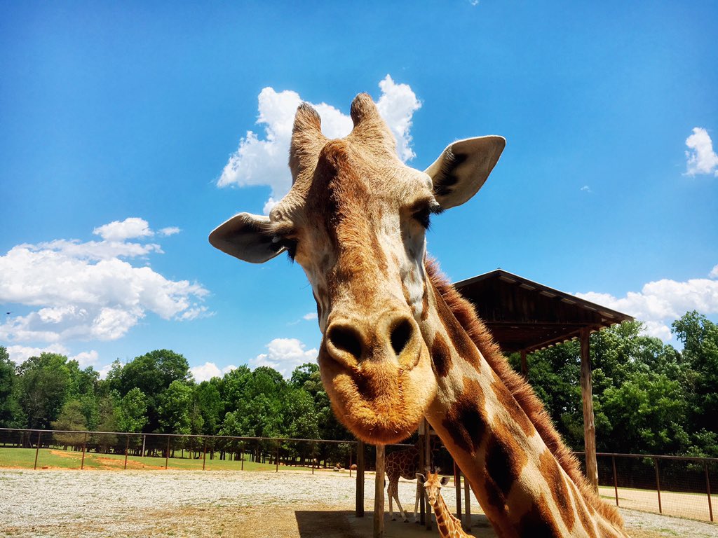 VickiGrafWX's tweet photo. Well hello there Martha! Photobombed by Alice 😉 Great day to explore @Lazy5Ranch in Mooresville today! #wsoc https://t.co/DP7nrrFKrU