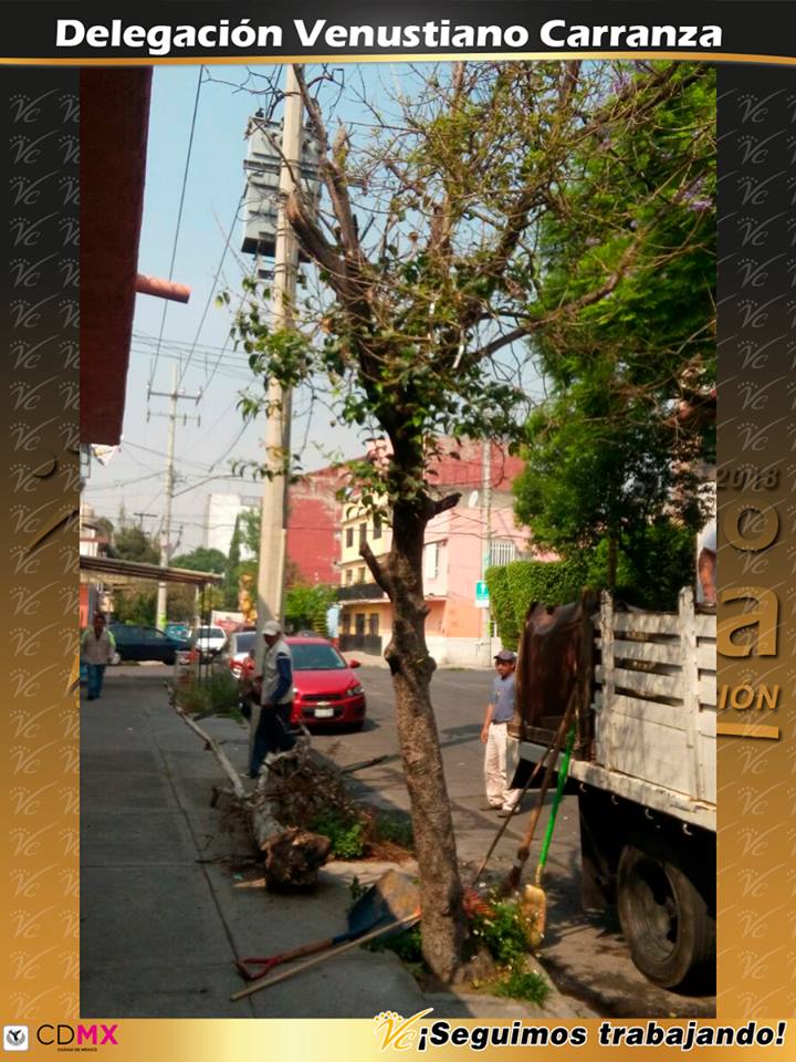 A_VCarranza's tweet image. Se realiza derribo de árbol seco para prevenir accidentes en Norte 148, Col. Moctezuma 2a. Sección III