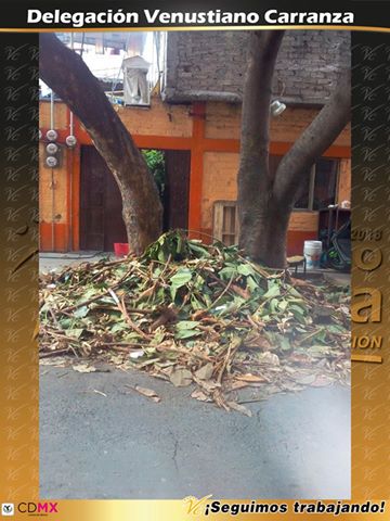 A_VCarranza's tweet image. Recolección de Producto de poda en calle Fundidora de Monterrey No. 70, Col. Peñón de los Baños