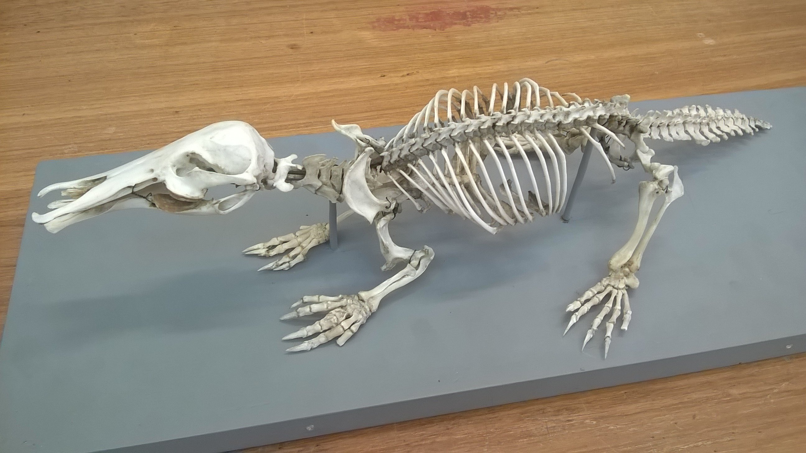Dr Elsa Panciroli on Twitter: "The #platypus skeleton in all its glory.  Note the wide tail bones (for paddle tail), &amp; large shoulder girdle.  https://t.co/BxaGFV74bJ" / Twitter