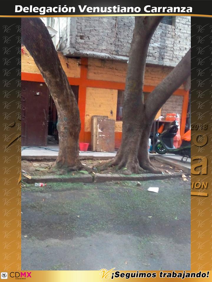 A_VCarranza's tweet image. Recolección de Producto de poda en calle Fundidora de Monterrey No. 70, Col. Peñón de los Baños