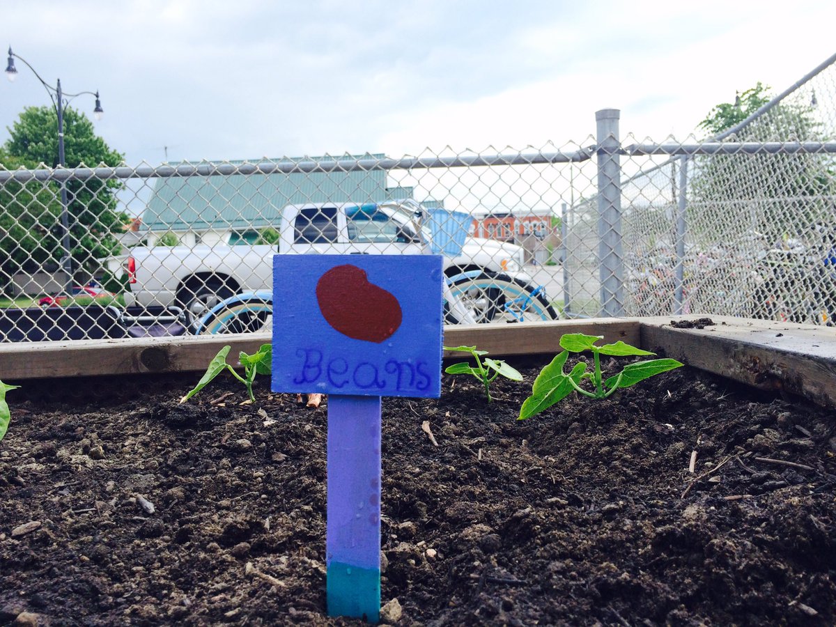 KPSgarden's tweet photo. 6B made some awesome signs so we know what is growing! This garden really is a community project! #kpsrocks https://t.co/sNiEbjYAd7