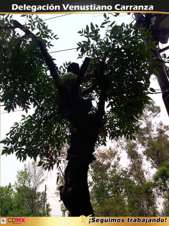 A_VCarranza's tweet image. Atendiendo a nuestros vecinos realizamos la poda de 2 árboles en Iztaccíhuatl No. 26, Col. Moctezuma 2a. Sección IV