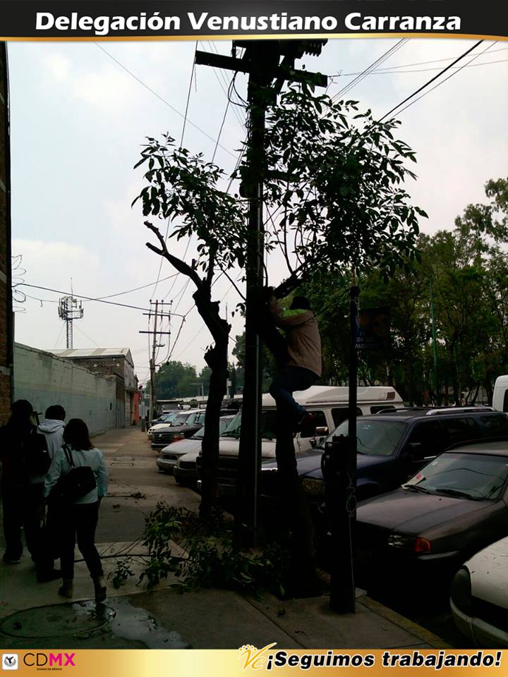 A_VCarranza's tweet image. Atendiendo a nuestros vecinos realizamos la poda de 2 árboles en Iztaccíhuatl No. 26, Col. Moctezuma 2a. Sección IV
