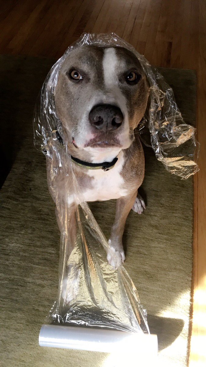I was wrapping a present for you, swear  #dogsoftwitter#dogshaming <a href="/Pitbullsofinsta/">Pitbullsofinstagram</a> <a href="/PEOPLEPets/">People Pets</a>