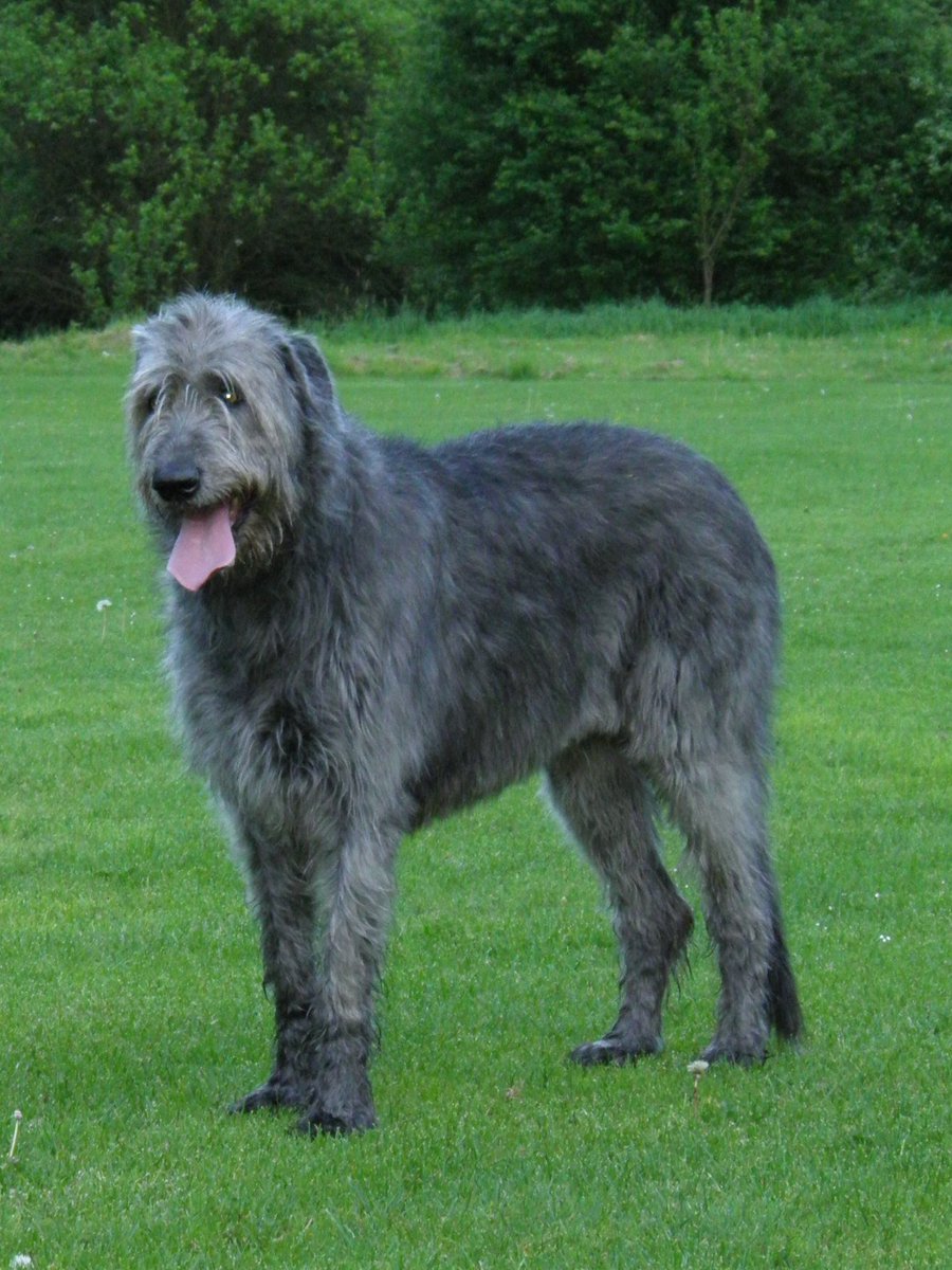 WolfhoundStout tweet picture
