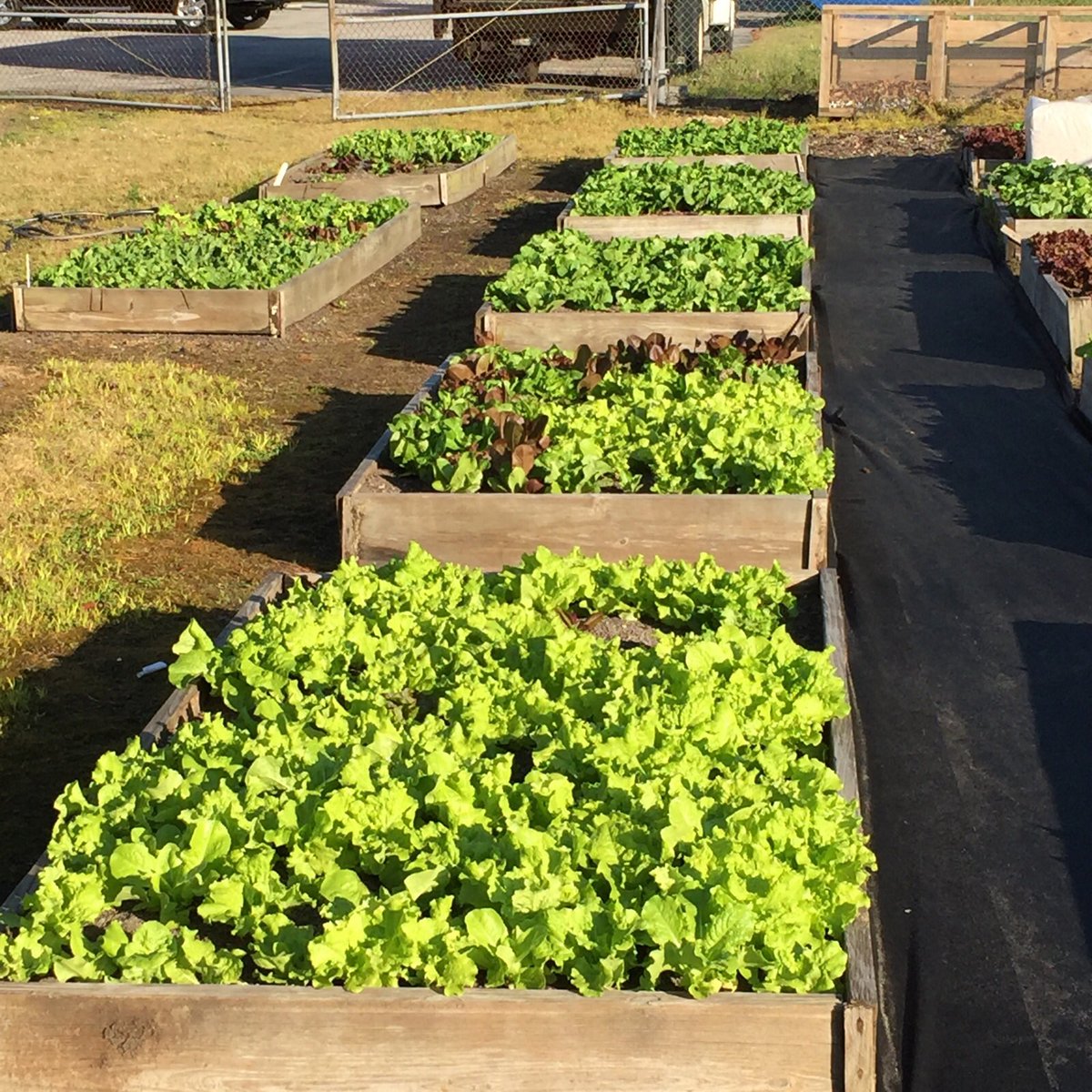 LancePaper's tweet image. I can't wait for dinner on Thursday @FoodBankCENC #NewBernNC branch featuring BBQ from #FarmerAndTheDail