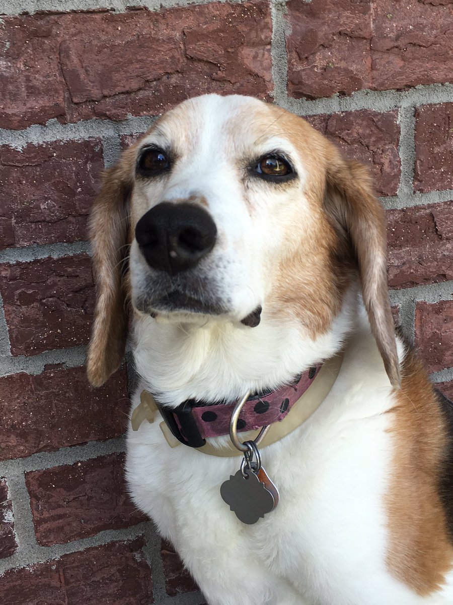 haleymeowlind's tweet photo. took my dogs senior pics earlier https://t.co/hrsjh6632b