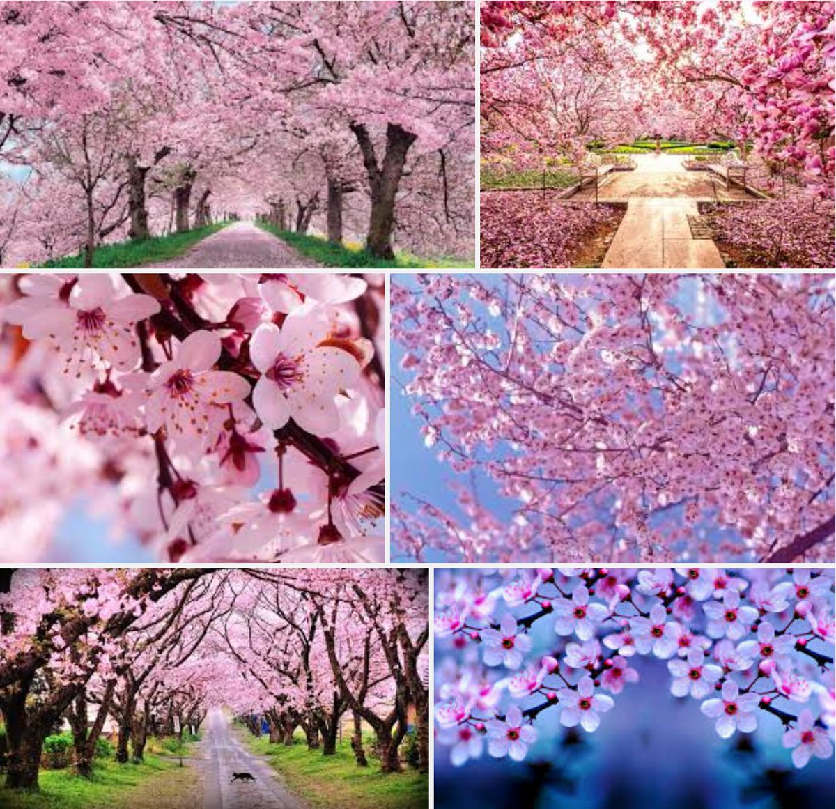 StoryofAnthony's tweet photo. Look: cherry blossoms in #Benguet will boost #tourism
https://t.co/aChyK6KgOH
#Hunyo
#EDSAcaloocan
#Senado
#Yokai https://t.co/EyQTDKLdgX