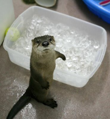 BennMeyer's tweet photo. What am I suppose to do with this baby otter I have now? Anybody want? https://t.co/TlxFxoeFQ6